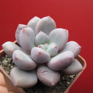 Pachyphytum   hybr.     #100