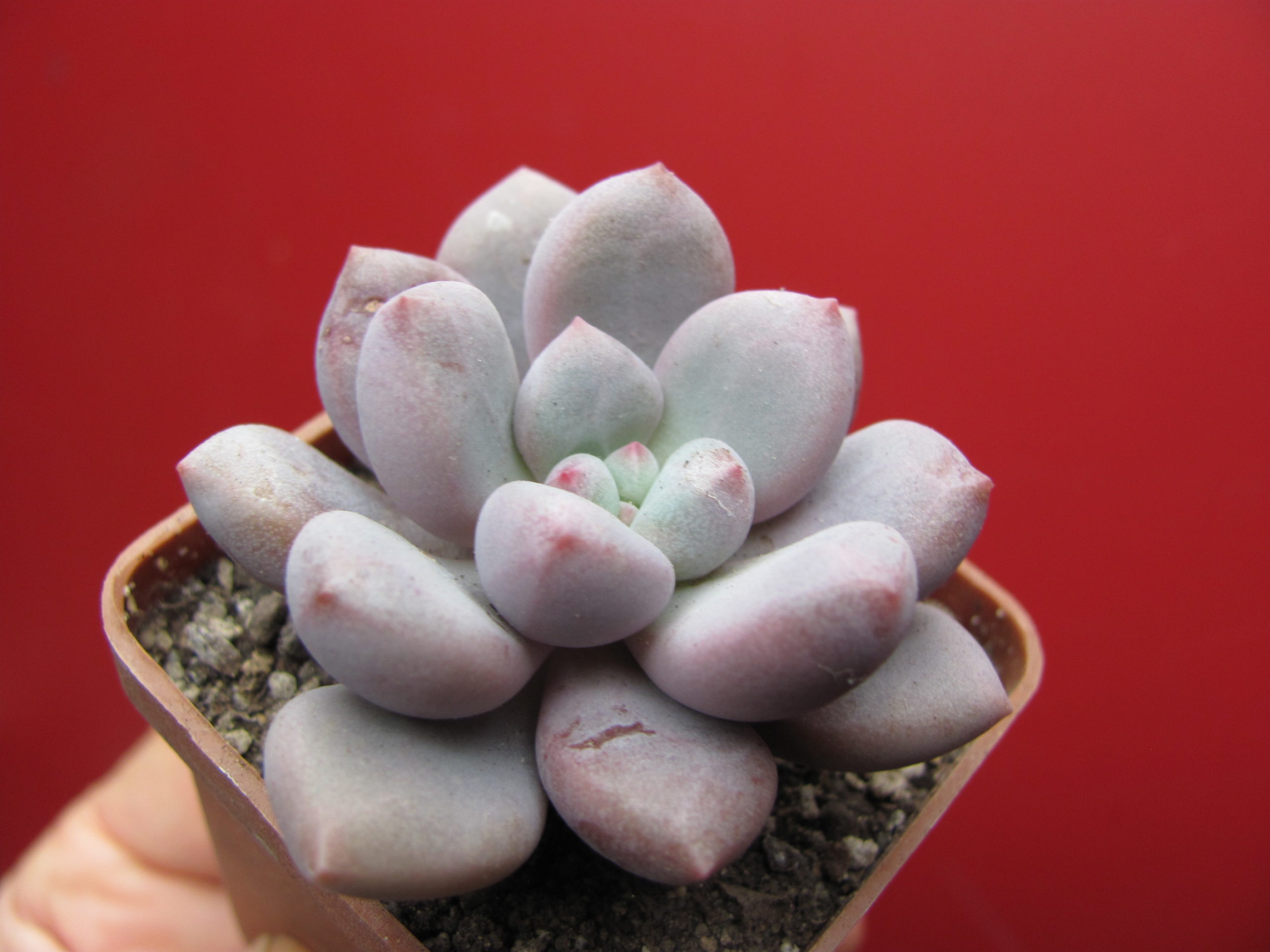 Pachyphytum   hybr.     #100