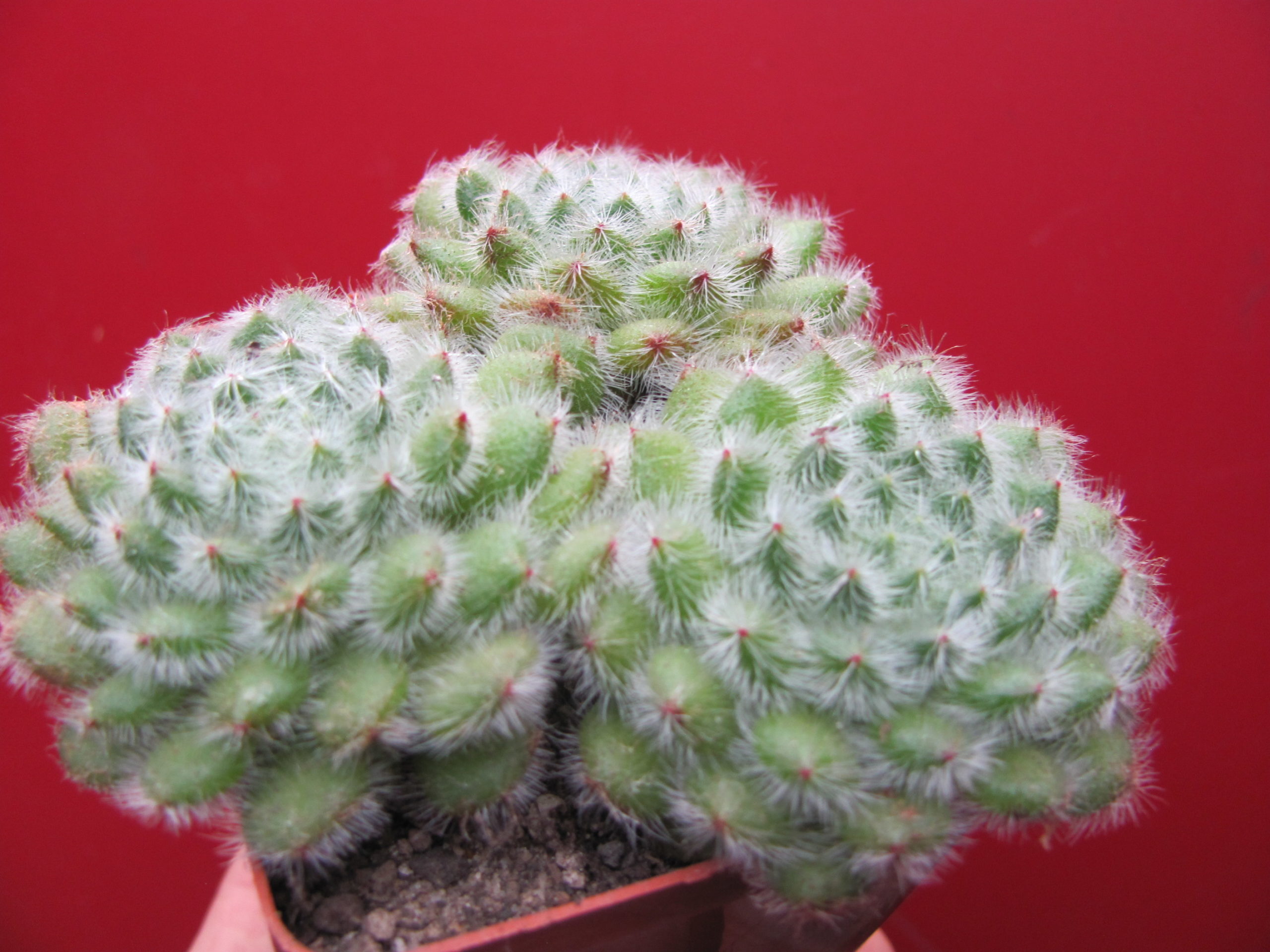 Echeveria setosa