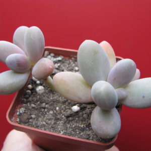 Pachyphytum   *Capitan Jessop*