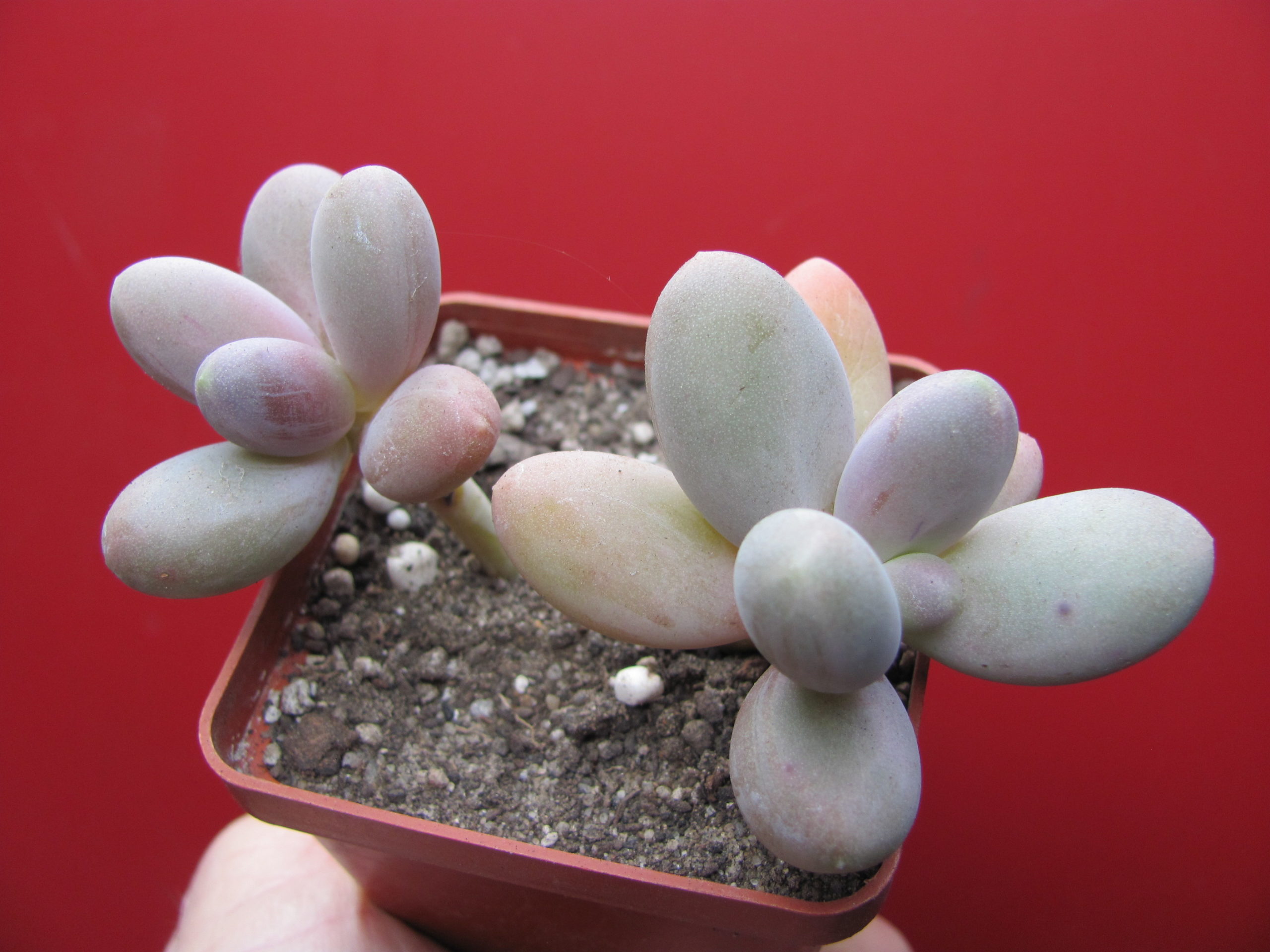 Pachyphytum   *Capitan Jessop*