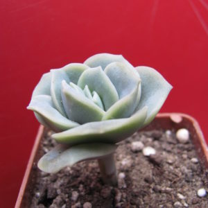 Echeveria  Lovely Rose