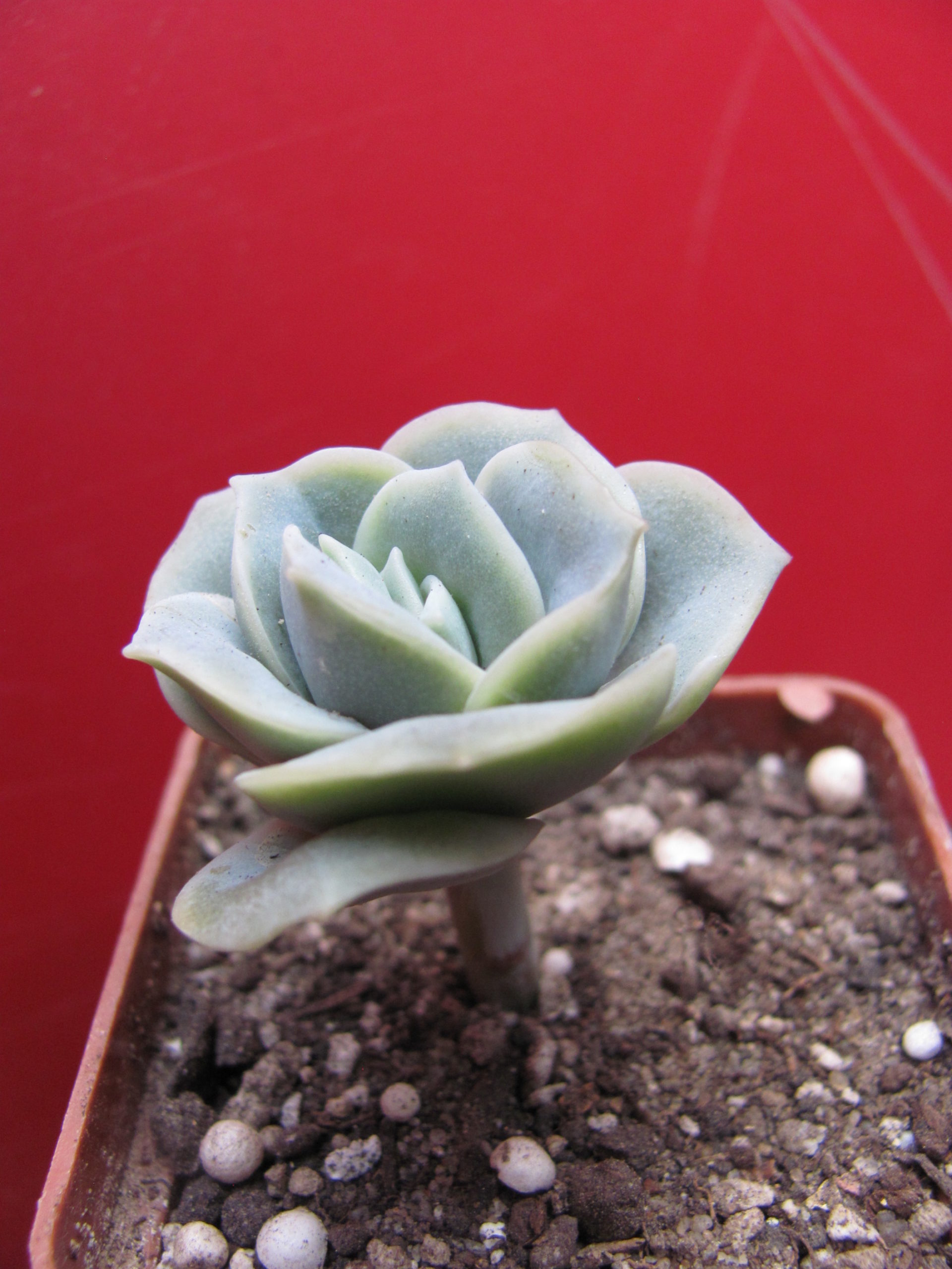 Echeveria  Lovely Rose