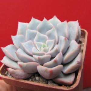 Echeveria  hybr.   #29