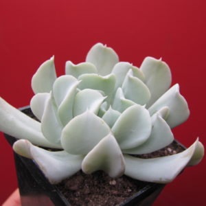 Echeveria  Tompsy Turvy