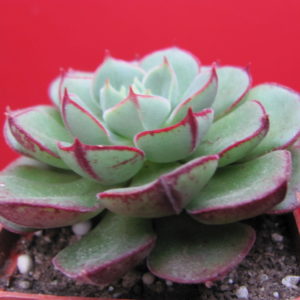 Echeveria Joan Daniel