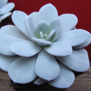 Echeveria laui