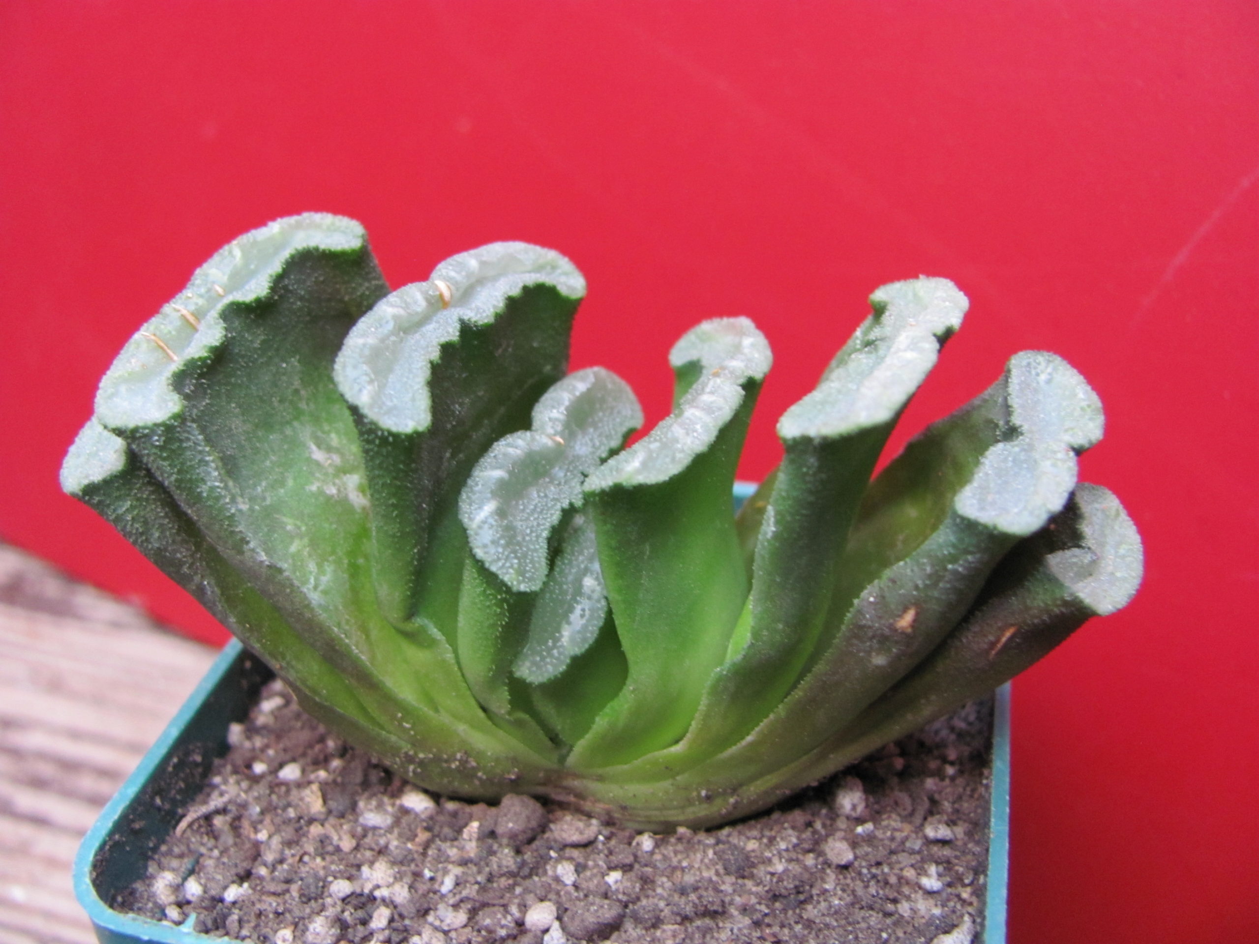 Haworthia truncata
