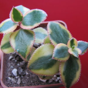 Crassula sarmentosa  *Comet*