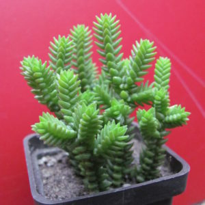 Crassula purpusii