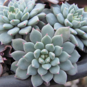 Echeveria           3   вместе
