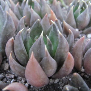 Echeveria Black Knight