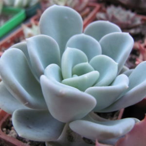 Echeveria Orpet