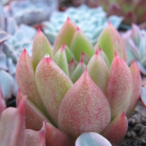 Echeveria  Frank Reinelt