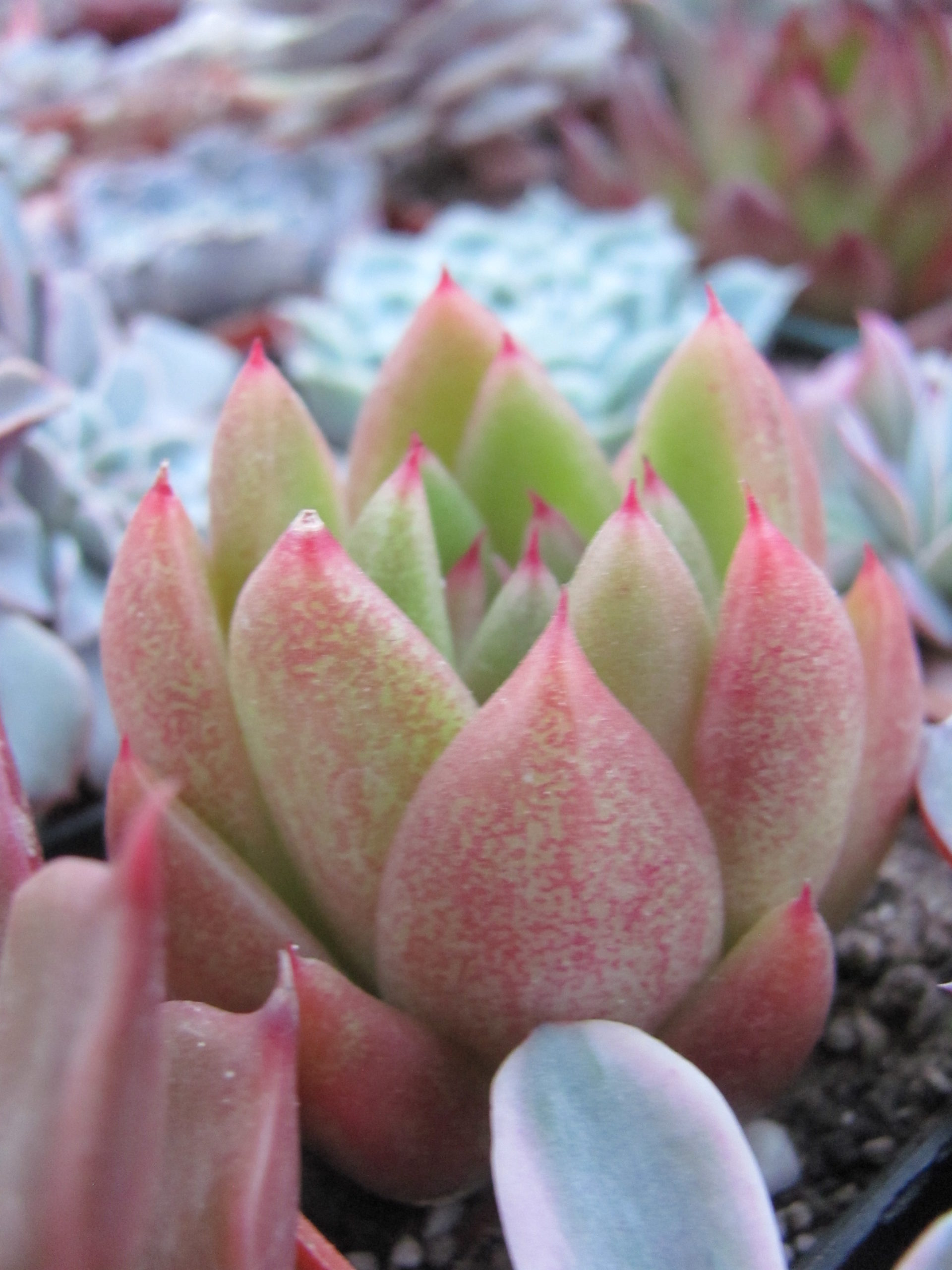 Echeveria  Frank Reinelt
