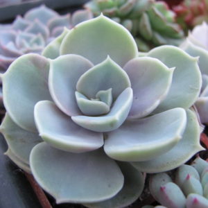 Echeveria    Blue Surprise