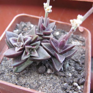 Crassula            (hybrid   Lipskiy)