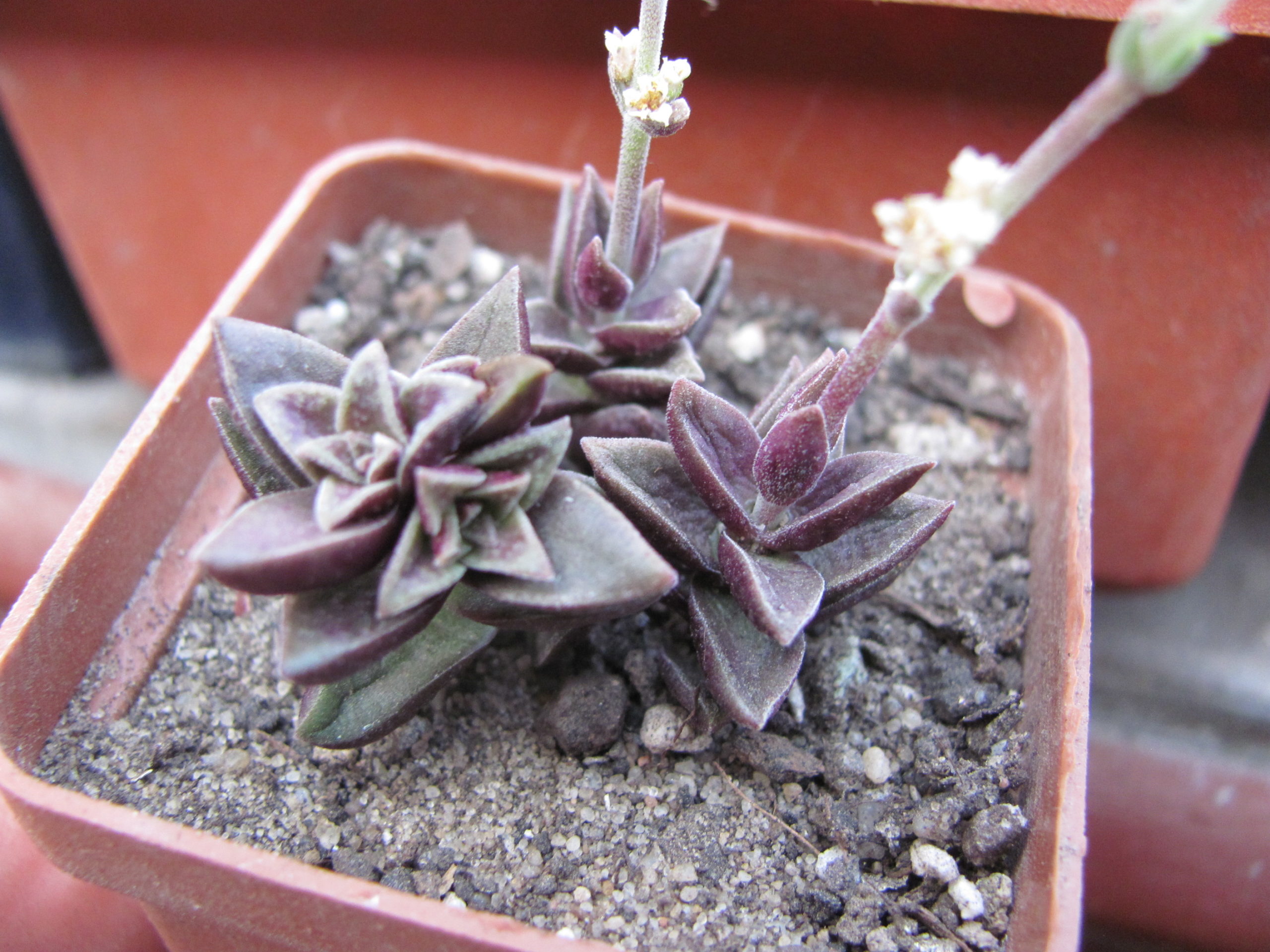 Crassula (hybrid Lipskiy)