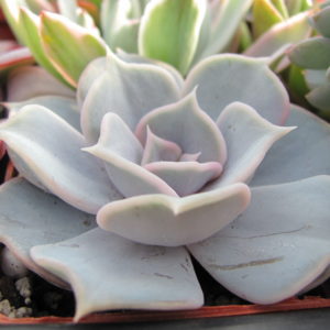 Echeveria lilacina