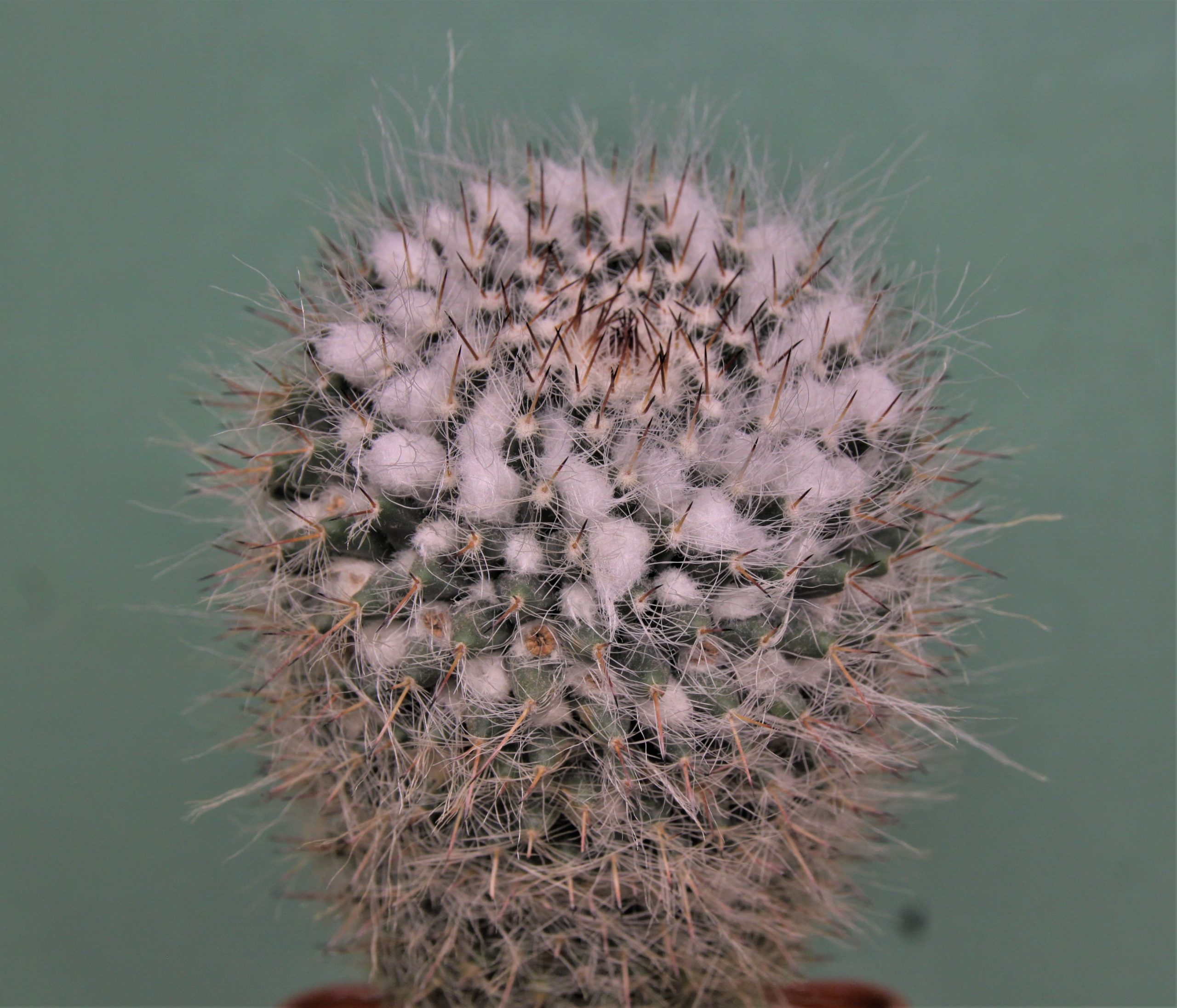 Mammillaria-chinocephala