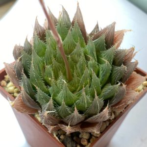 Haworthia cooperi var. vittata