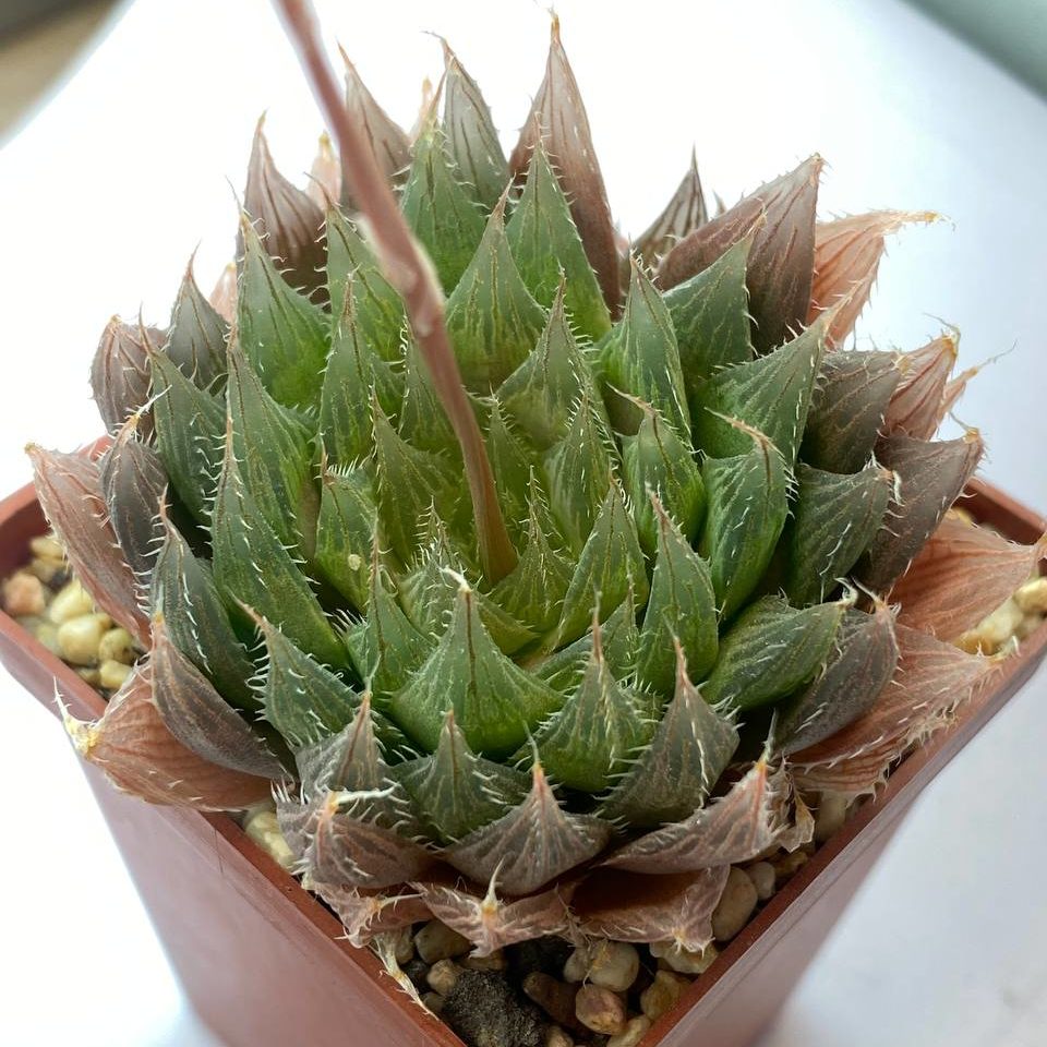 Haworthia cooperi var. vittata