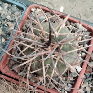 Gymnocalycium cardenasianum -s