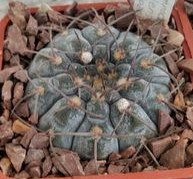 Gymn. asterium -super spined form x Gymn.riojense v.pipanacoense LB1265-super clone–seeds-семена-