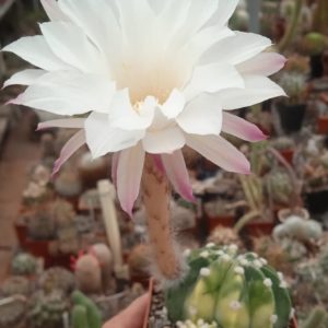 Echinopsis subdenudata f. variegata -seeds-семена-