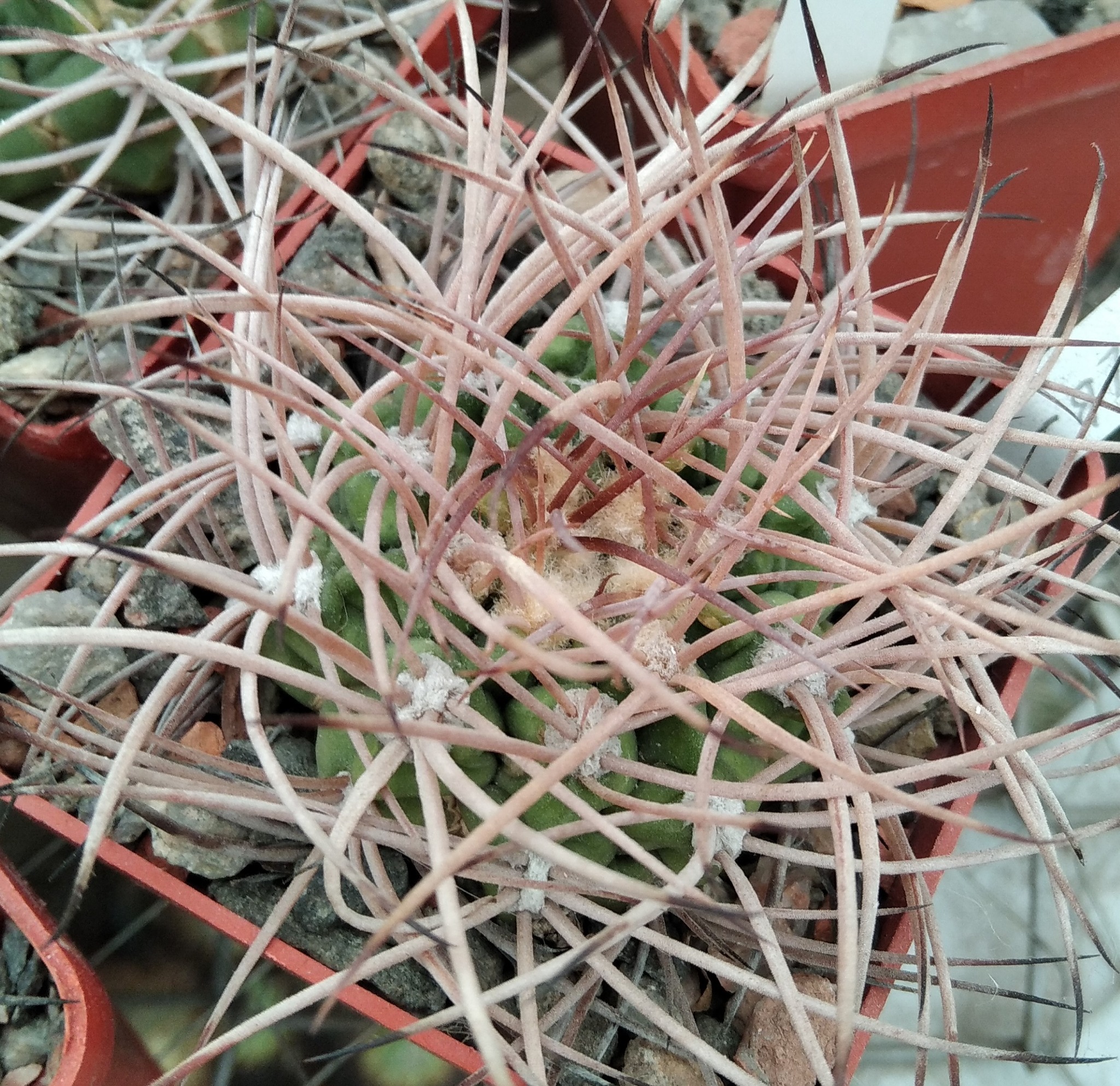Gymnocalycium nidulans LF19 -seeds-семена-
