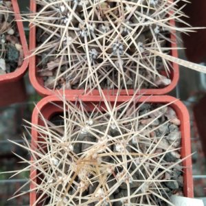 G. gibbosum v. ferox JPR54-121-seeds-семена-