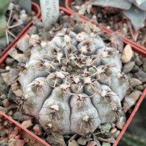 G. asterium -super sp- x G. quehlianum P160 (silver form - відбір)