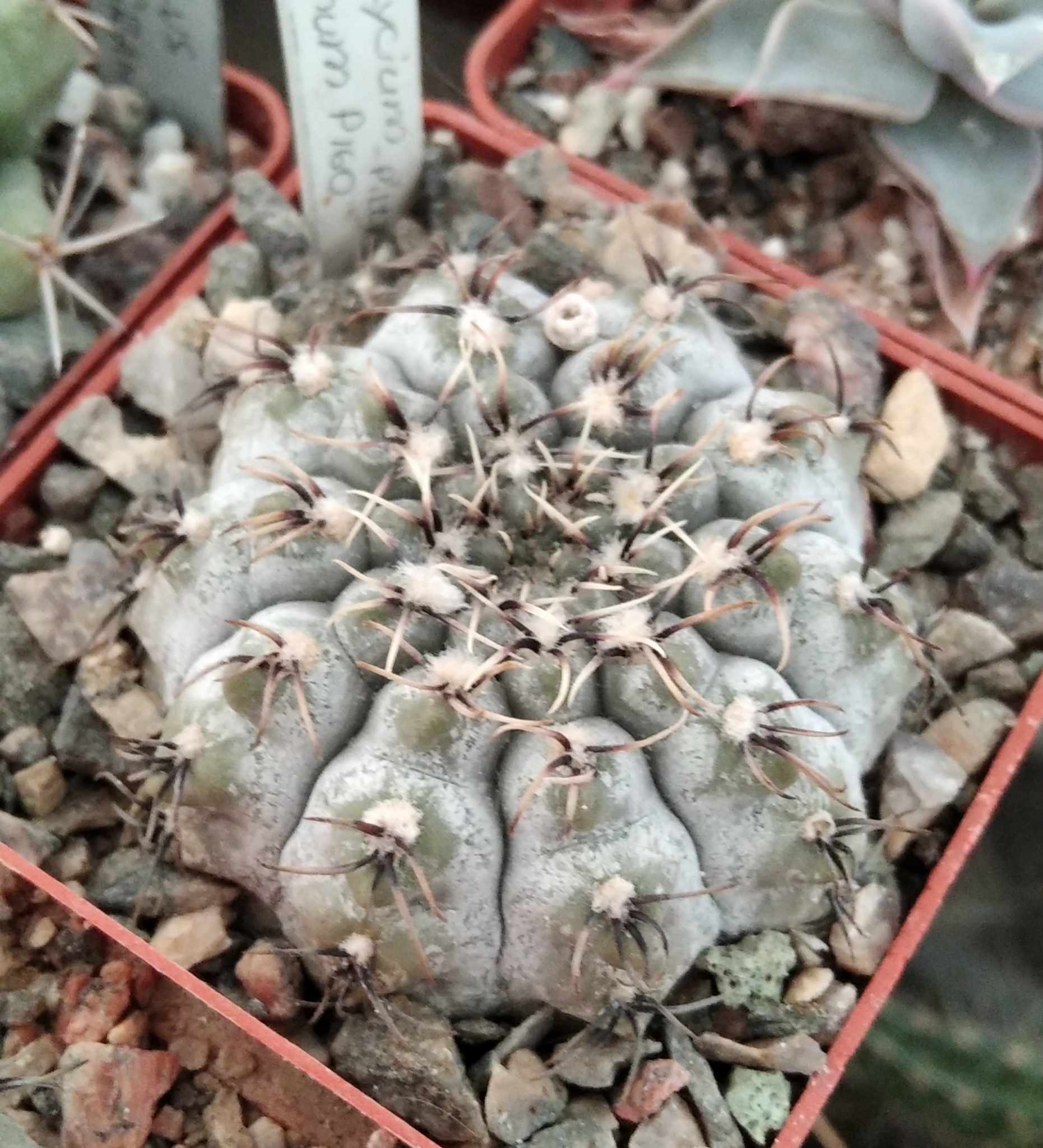 G. asterium -super sp- x G. quehlianum P160 (silver form - відбір)