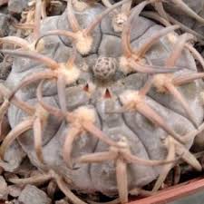 Gymnocalycium asterium v. paucispinum (super spines) -seeds-семена- s