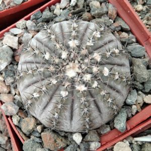 G. asterium -super sp- х G. occultum JS196 (silver form -відбір)