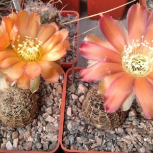 Lobivia rebutioides R219 -MG- seeds-семена-