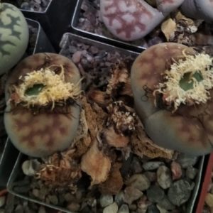 Lithops karasmontana v. bella -seeds-семена-