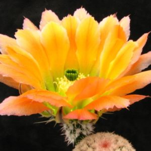 E. pectinatus venigeri "ctenoides" SB1477 -seeds-семена-