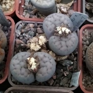 Lithops  schwantesii v. rugosa C192 -seeds-семена-