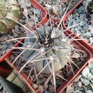 G. spegazzinii v. horizontalonium -s
