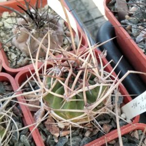 L. ferox v. longispina -MG- super spines-