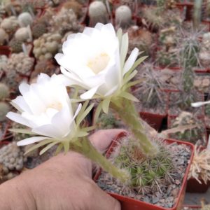Pseudolobivia  kermesina f. albiflora -hybride- seeds-семена-