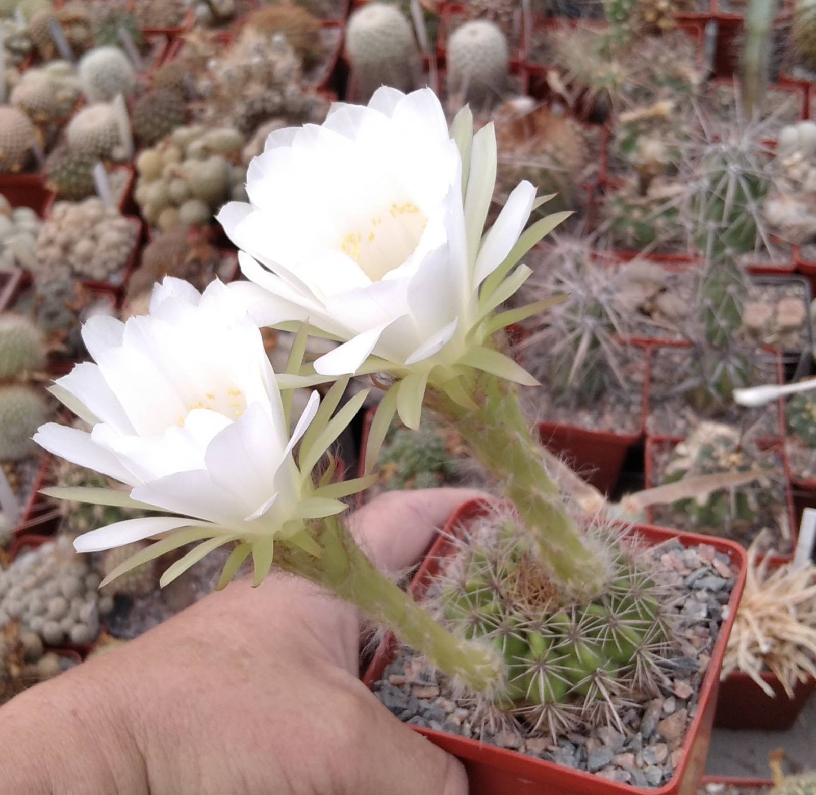 Pseudolobivia kermesina f. albiflora -hybride- seeds-семена-