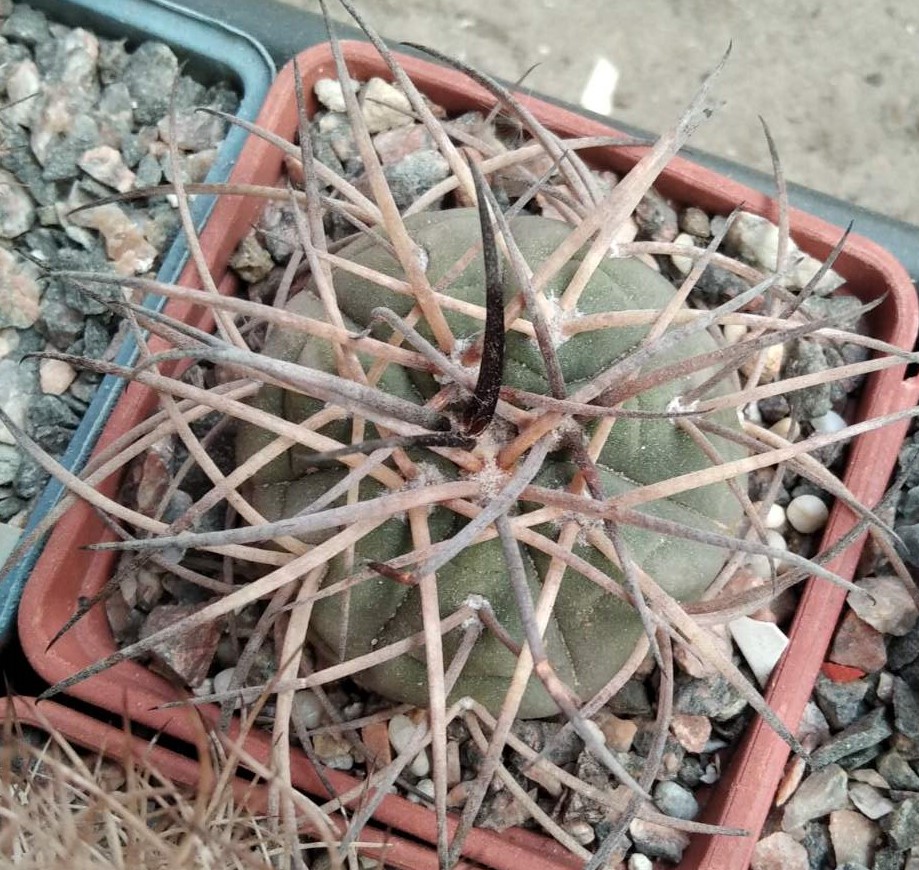 Gymnocalycium cardenasianum -s