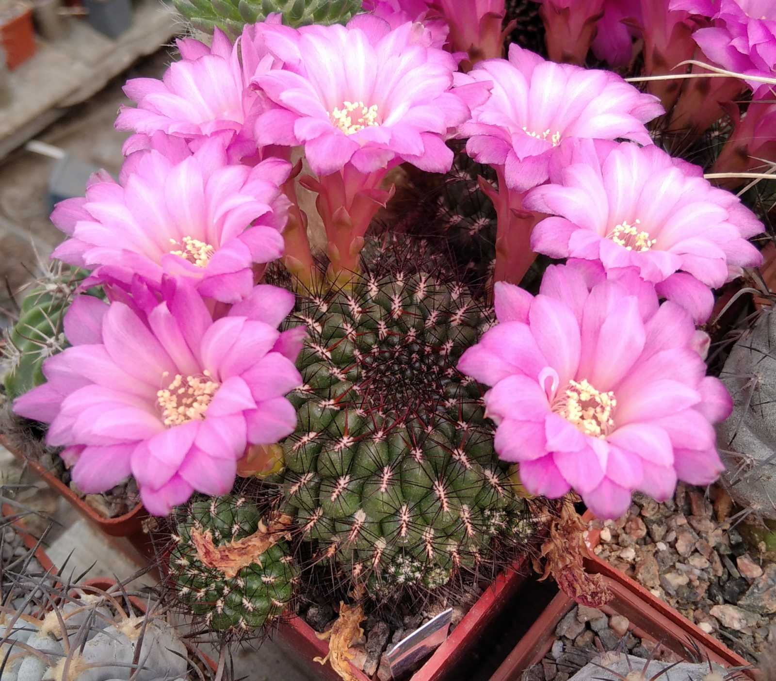 Sulcorebutia mentosa v. swobodae JO657 -насіння-seeds-