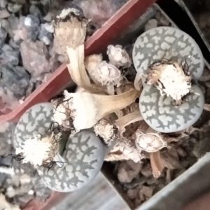 Lіthops  salicola v. maculata C86 -seeds-семена-