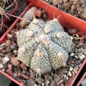 Astrophytum  hybride-