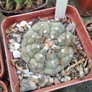 G ymnocalycium  vatteri v. altautinense -s
