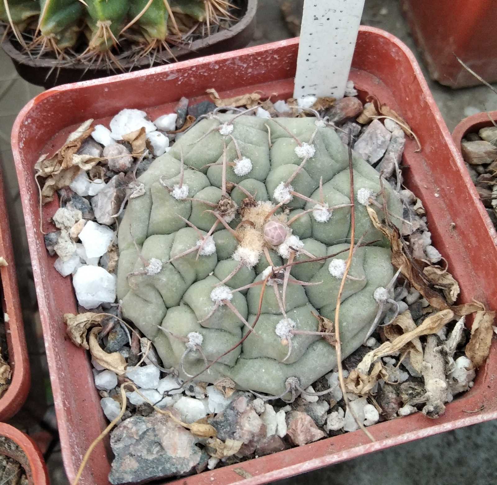 G ymnocalycium vatteri v. altautinense -s