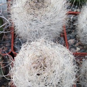 Neoporteria senilis -s